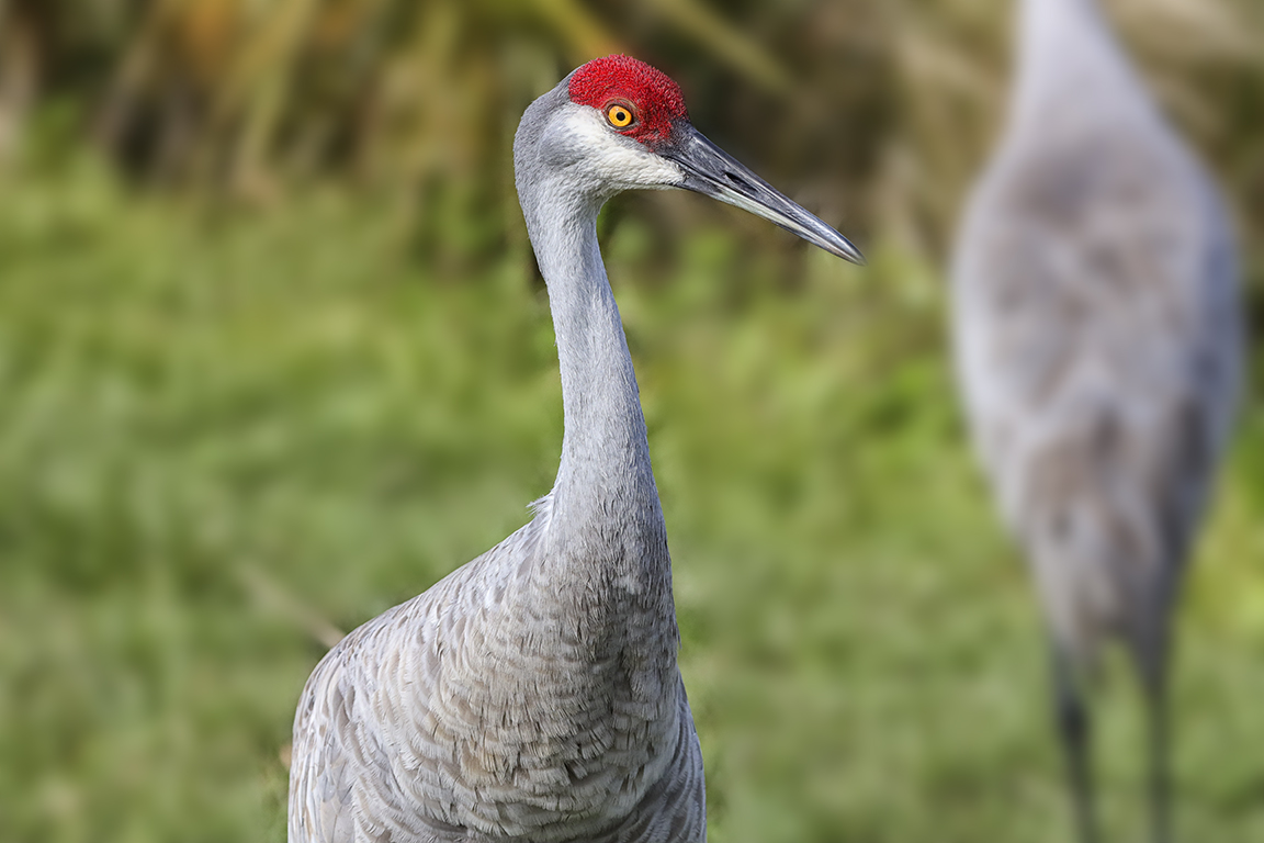 Sandhill_Crane_Portraits_v1_LW_7D_300mm_076A2503