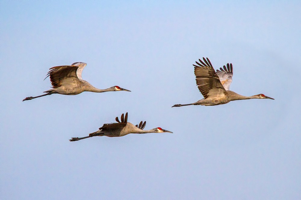 Sandhill_Cranes_flight_v1_MG_9542