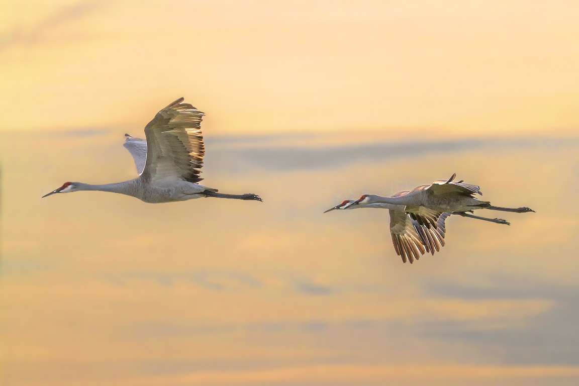 Sandhill_Cranes_Flt_v3_MG_9795