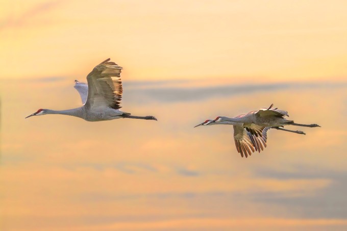 Sandhill_Cranes_Flt_v3_MG_9795