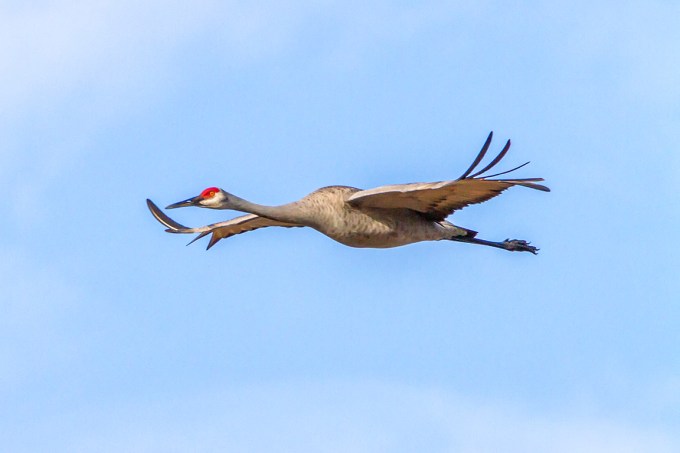Sandhill_Cranes_v2_7D_300mm_MG_0122