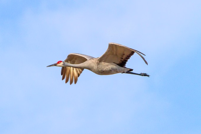 Sandhill_Cranes_v2_7D_300mm_MG_0123