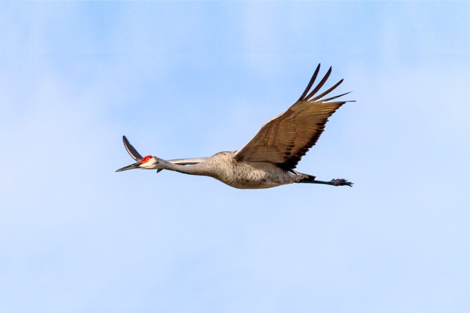 Sandhill_Cranes_v2_7D_300mm_MG_0124