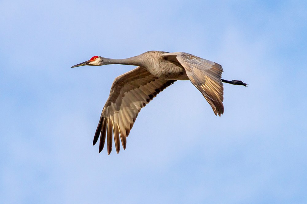 Sandhill_Cranes_v2_7D_300mm_MG_0125