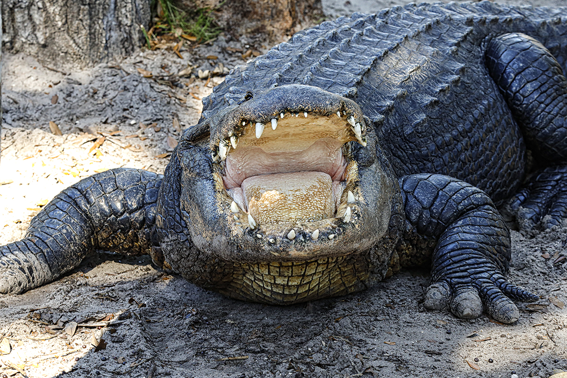 Alligator v1 SA_76A1310