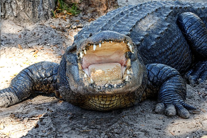 Alligator v1 SA_76A1310