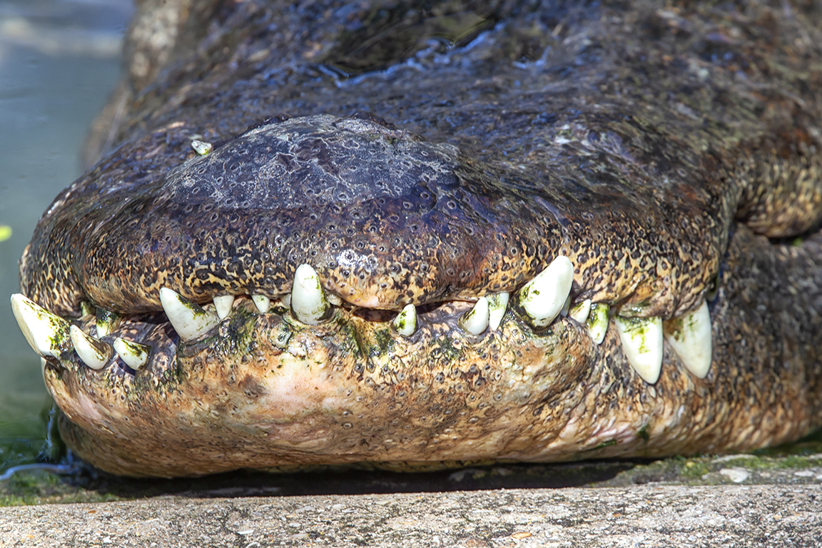 Alligator_teeth_v2_560mm_43G4774