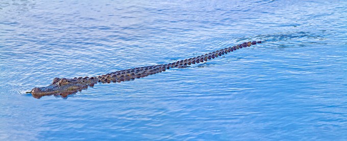 American_Alligator_2img_pano_400mm_7D