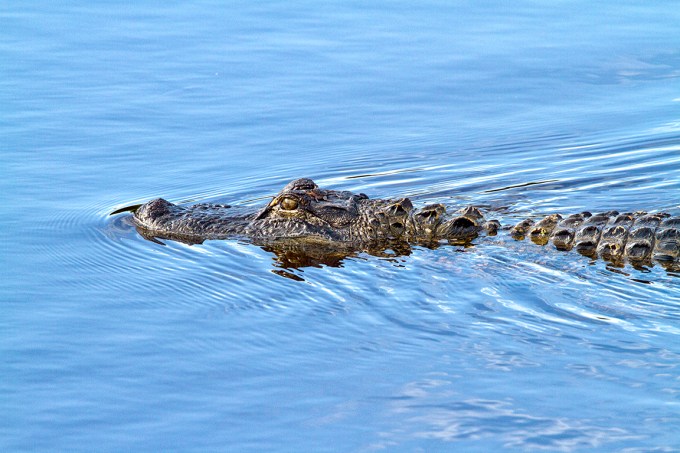 American_Alligator_v1_DD_MG_6350