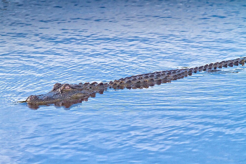 American_Alligator_v3_MG_6318