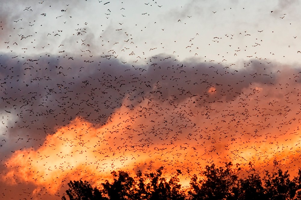 BlkBrds_TO_AM_v1_CF_JY9F0391