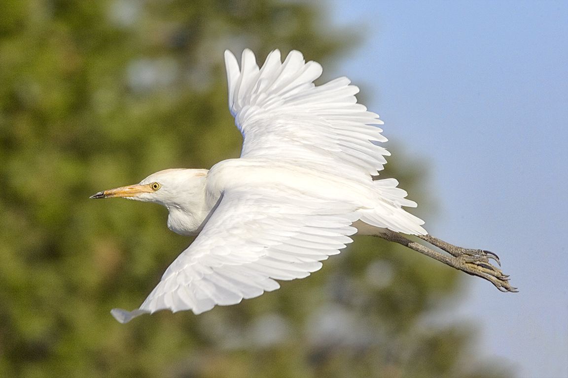 Cattle_Egret_v1_Brig_400mm_JY9F2028