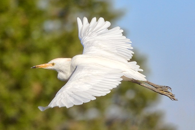 Cattle_Egret_v1_Brig_400mm_JY9F2028