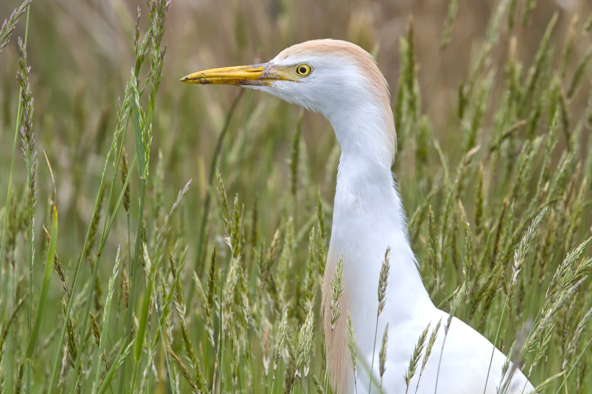 Cattle_Egret_v1_brig_400mmDO_2X_MG_2551