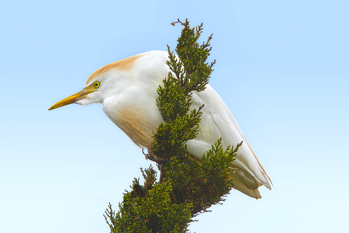 Cattle_Egret_v8_Brig_400mmDO_2X_1Dmk2_MG_2353-2