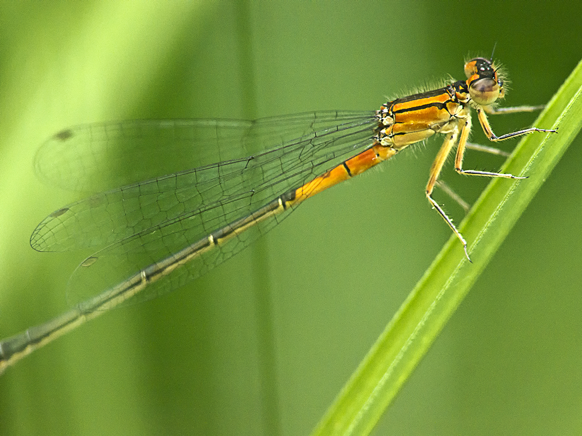 Damselfly_200mm_m43_1200814