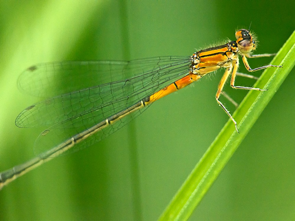 Damselfly_200mm_m43_1200814