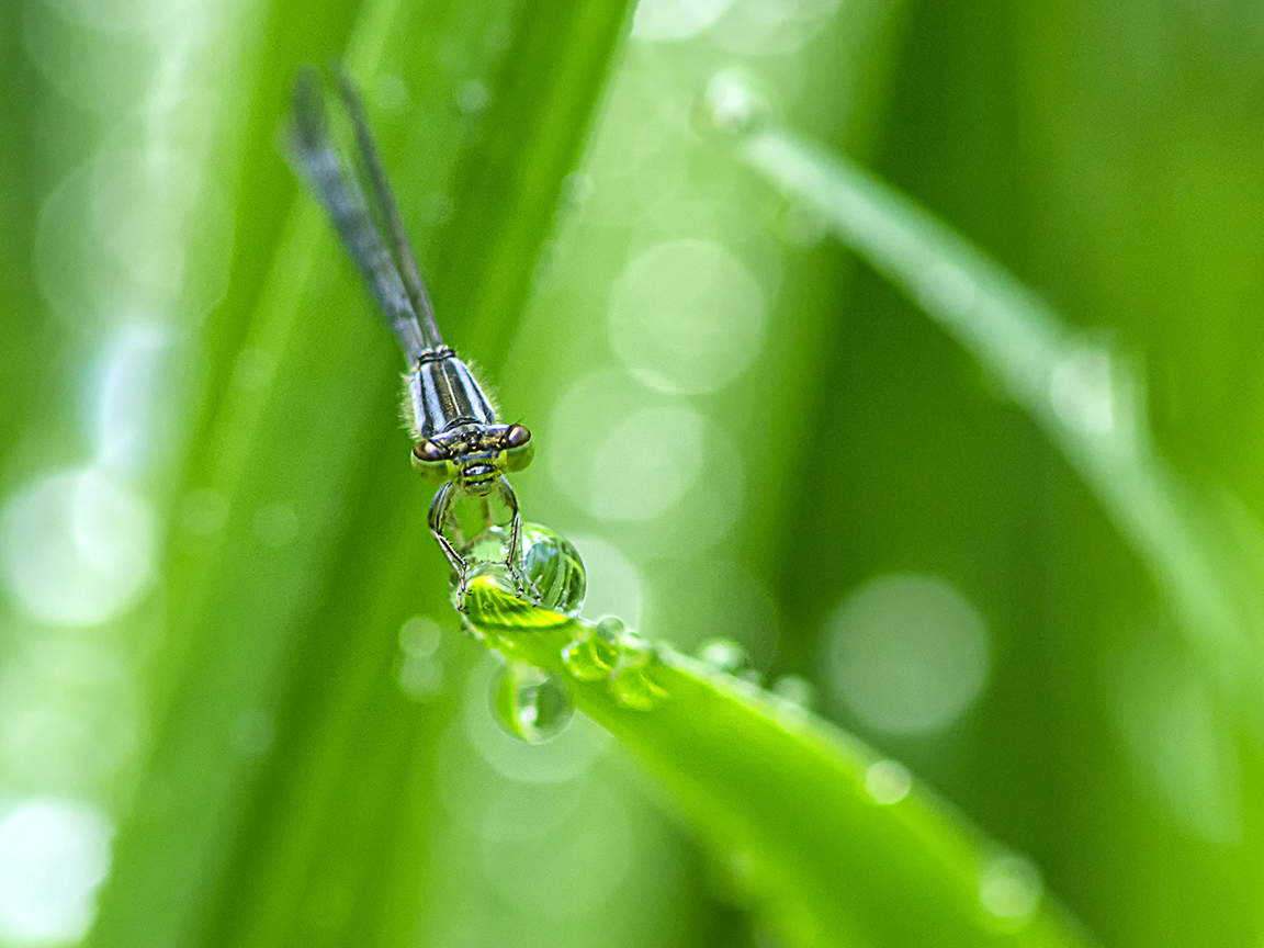 Damselfly_v1_FD_200mm_1200573