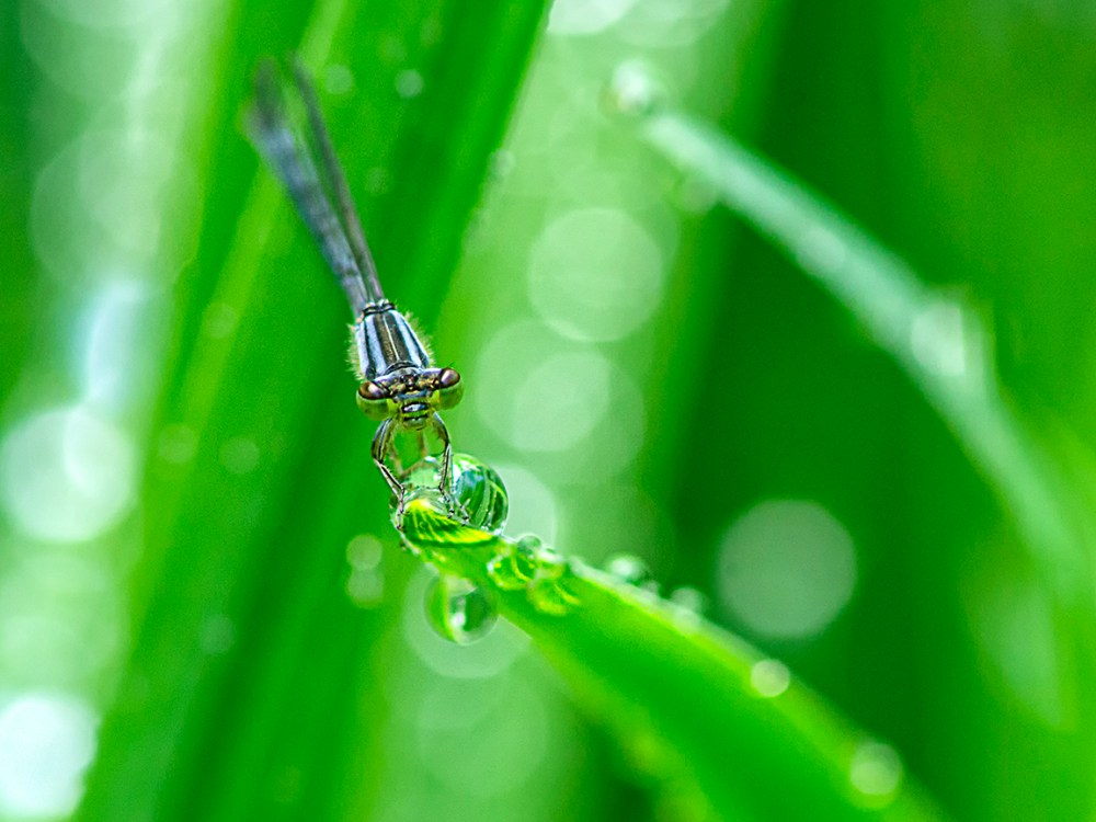 Damselfly_v1_FD_200mm_1200573