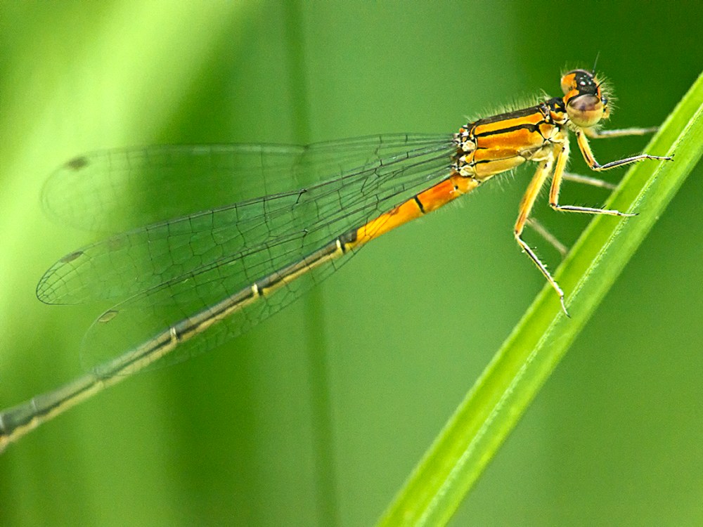 Damselfly_v2_200mm_m43_1200814