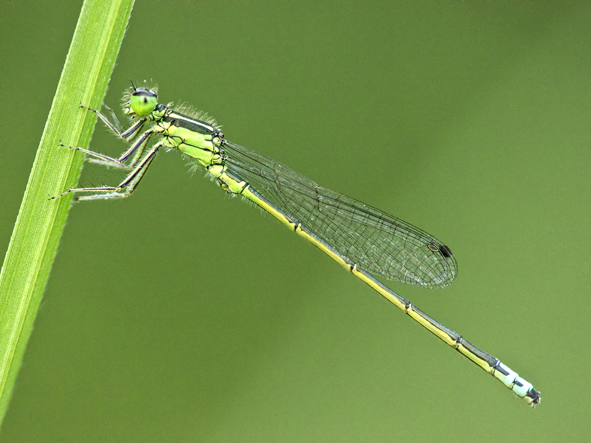 Damselfly_v2_200mm_m43_1600_ISO_1200727