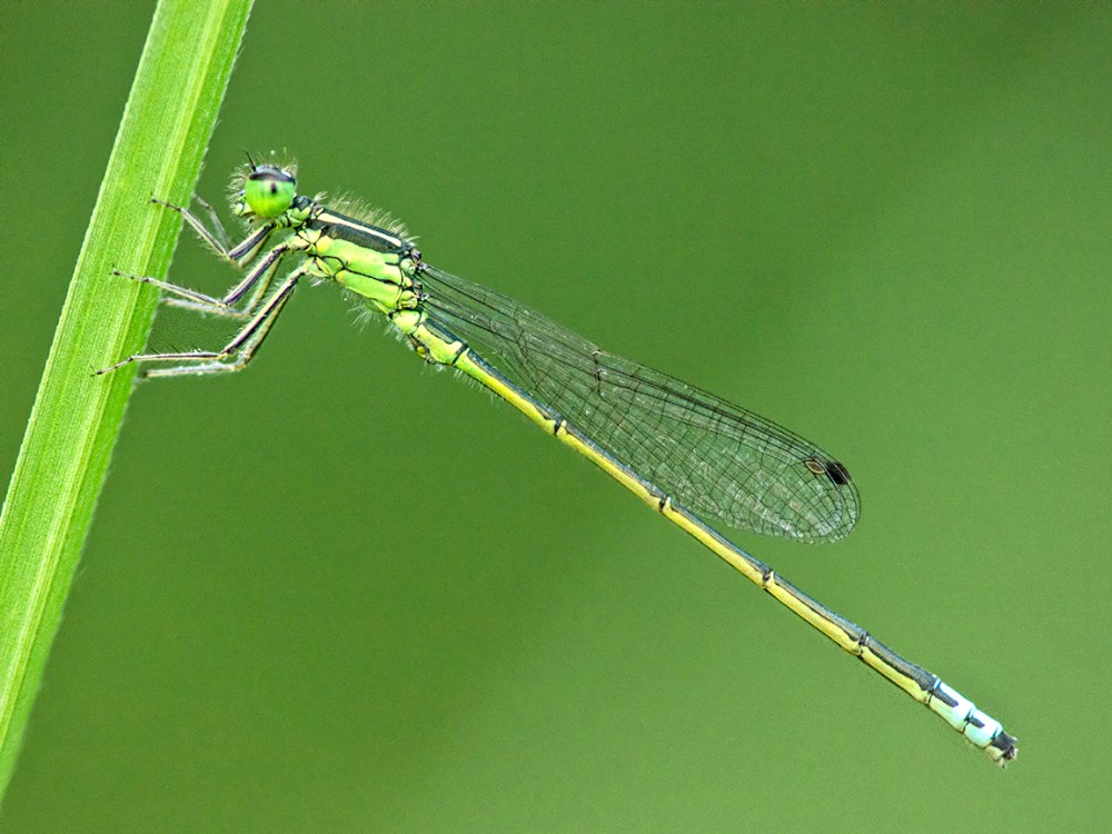 Damselfly_v2_200mm_m43_1600_ISO_1200727