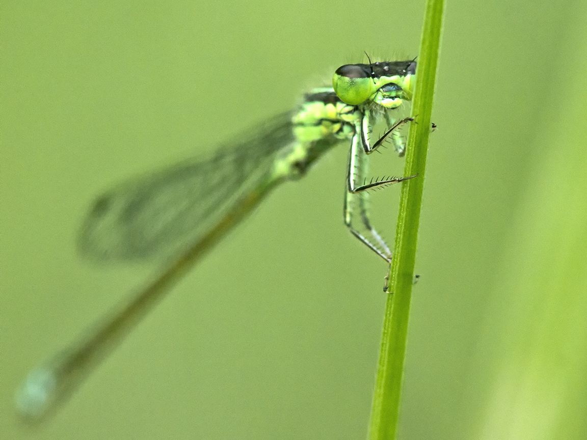 Damselfly_v2_200mm_m43_CU_1200787