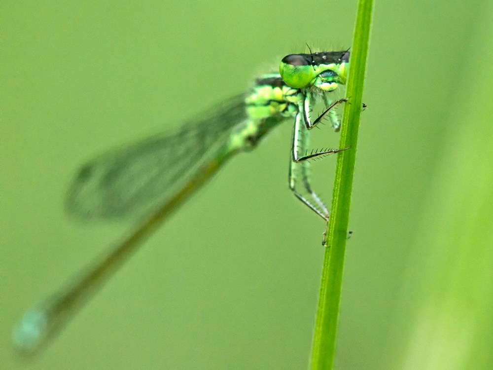 Damselfly_v2_200mm_m43_CU_1200787