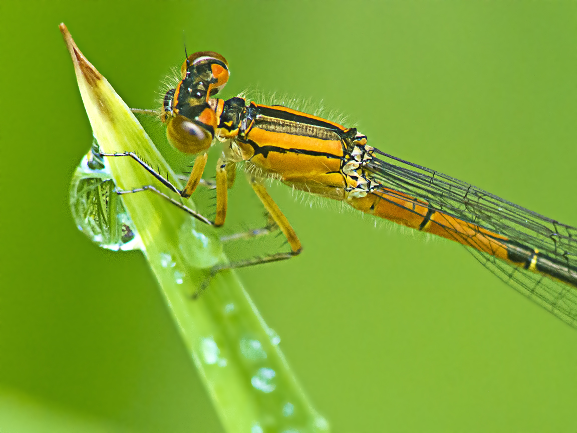 Damselfly_v3 Dfine_FD200mm _1200532