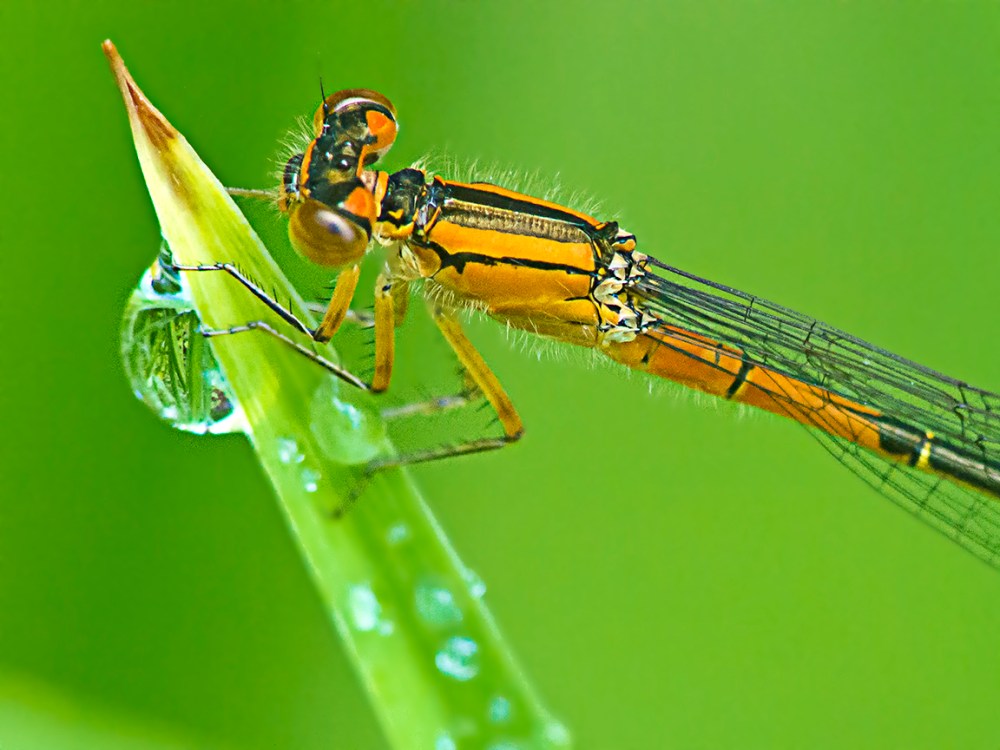 Damselfly_v3 Dfine_FD200mm _1200532