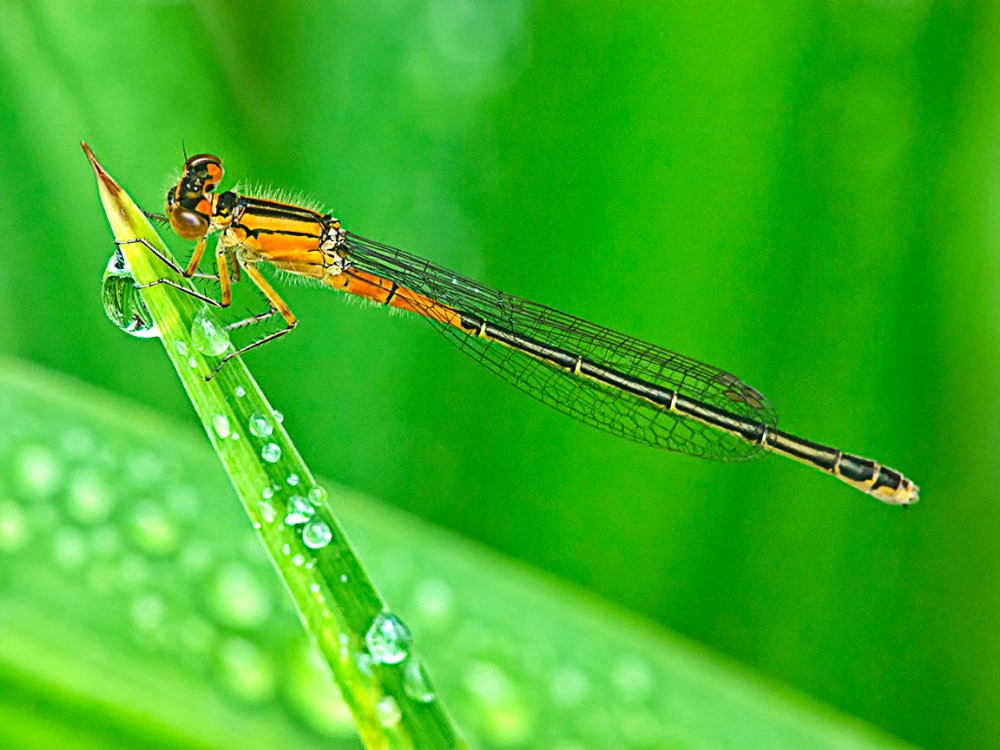 Damselfly_v3_200mm_m43_HP schrp_1200428 copy