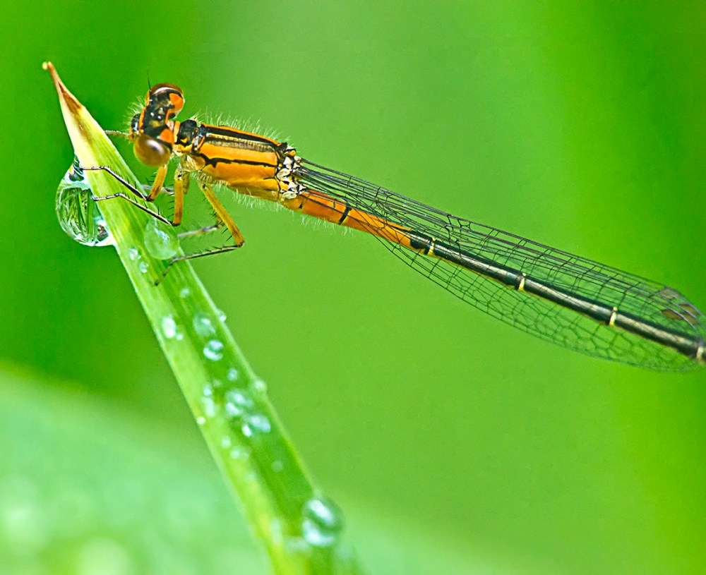 Damselfly_v4_200mm_FS 3_img_FD_m43_1200515 v2