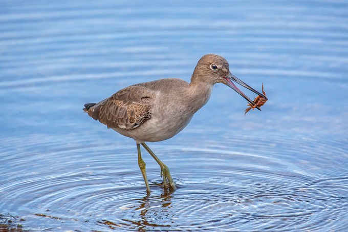 Eye2Eye_Willet_800mm_1DmkIII_80I9613-2