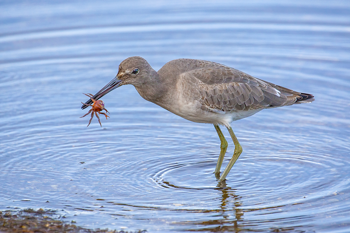 Eye2eye_Willet_800mm_3-8_1DmkIII_v1_80I9608-2