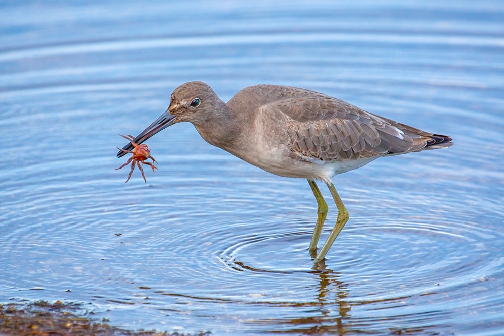 Eye2eye_Willet_800mm_3-8_1DmkIII_v1_80I9608-2