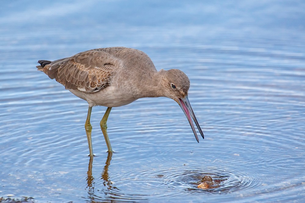 Eye2Eye_Willet_oops_800mm_3-8_1DmkIII_DD_80I9616