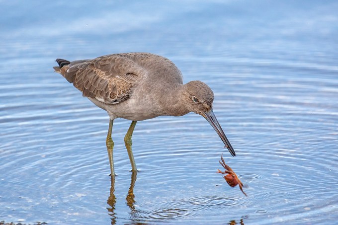 Eye2Eye_Willet_v1_oops_800mm_3-8_1DmkIII_80I9615-2