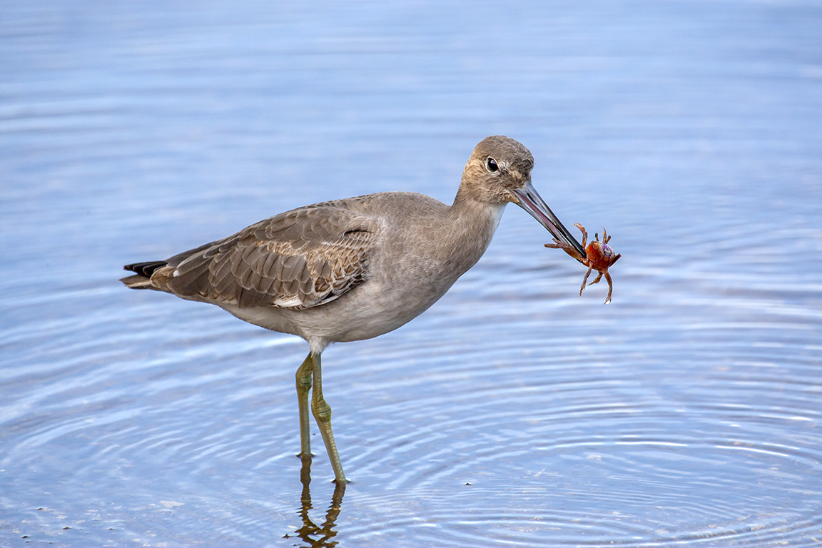 Eye2EyeWilletRecov_v1_800mm_3-8_1DmkIII_80I9618-3