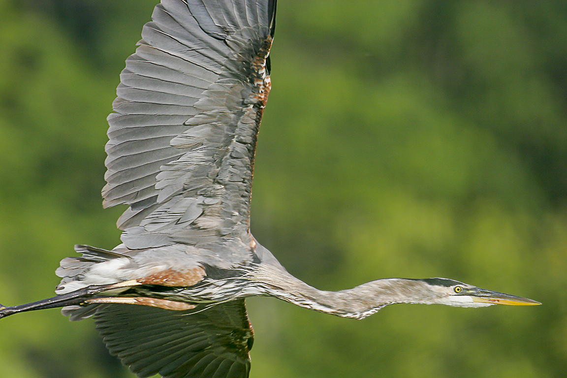 GBH_700mm_CF_MG_2493 fm copy