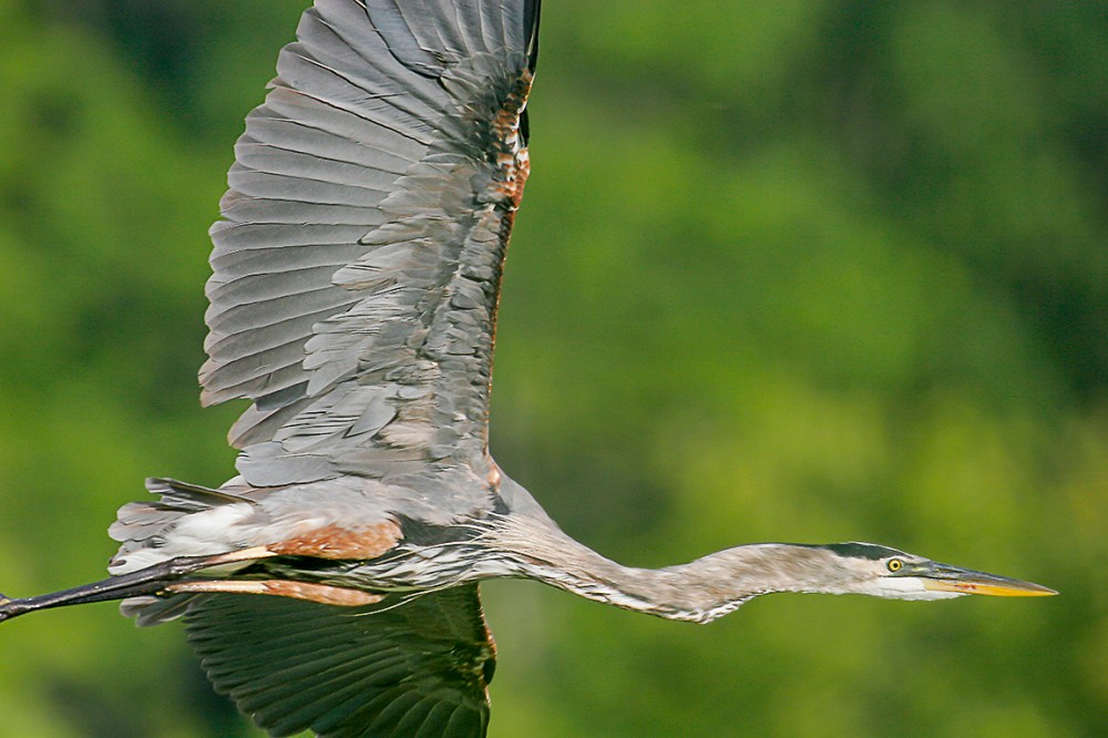 GBH_700mm_CF_MG_2493 fm copy