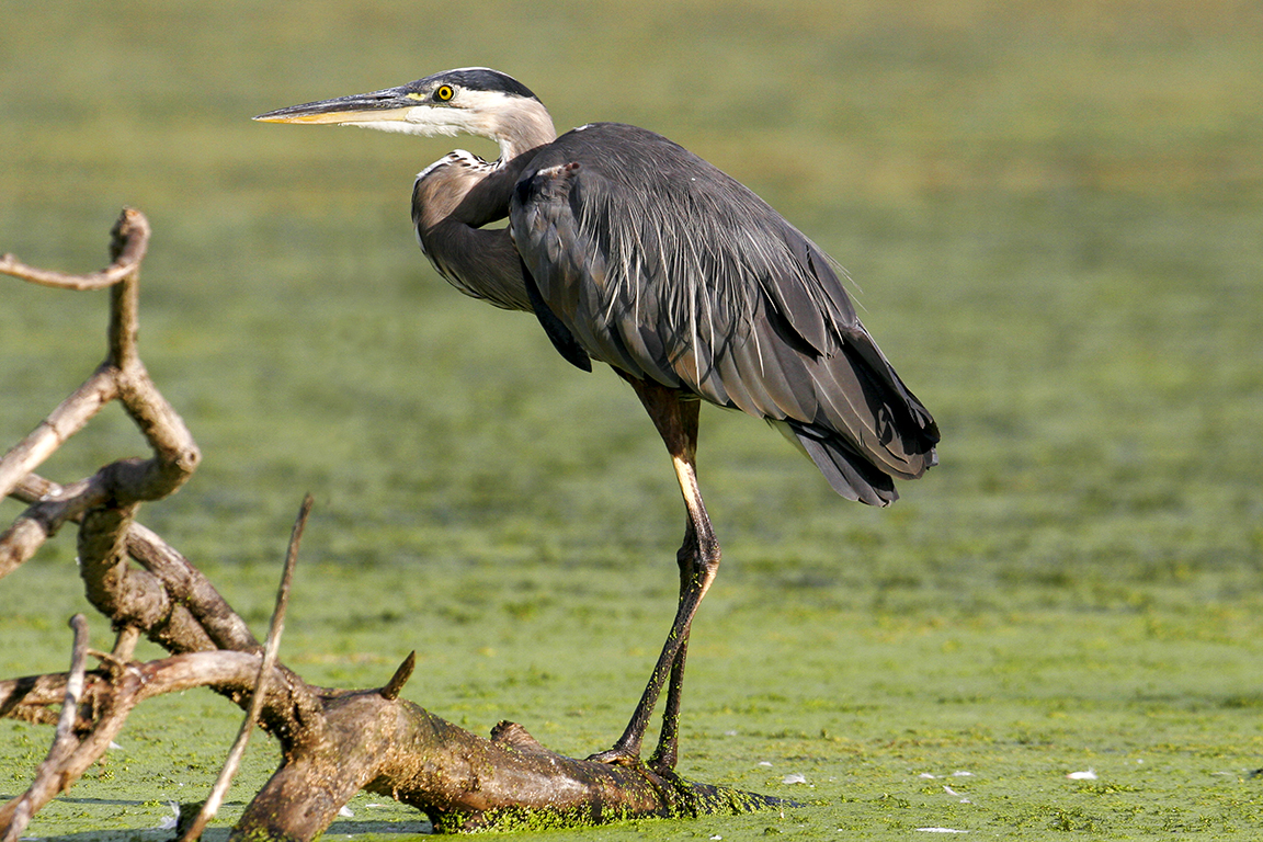 GBH_cf_400mm_v1_MG_2517
