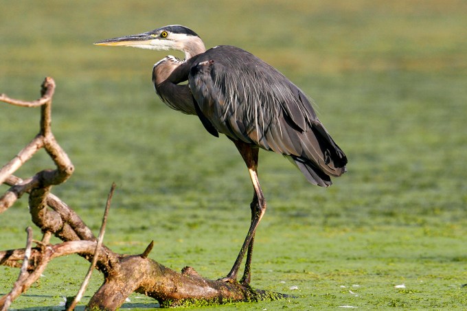 GBH_cf_400mm_v1_MG_2517