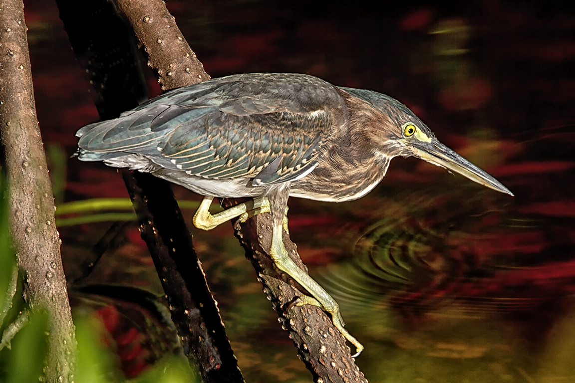 Green_Heron_foraging_DD_v2_400mm_DO_1_4X_7D_MG_3928