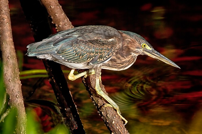 Green_Heron_foraging_DD_v2_400mm_DO_1_4X_7D_MG_3928