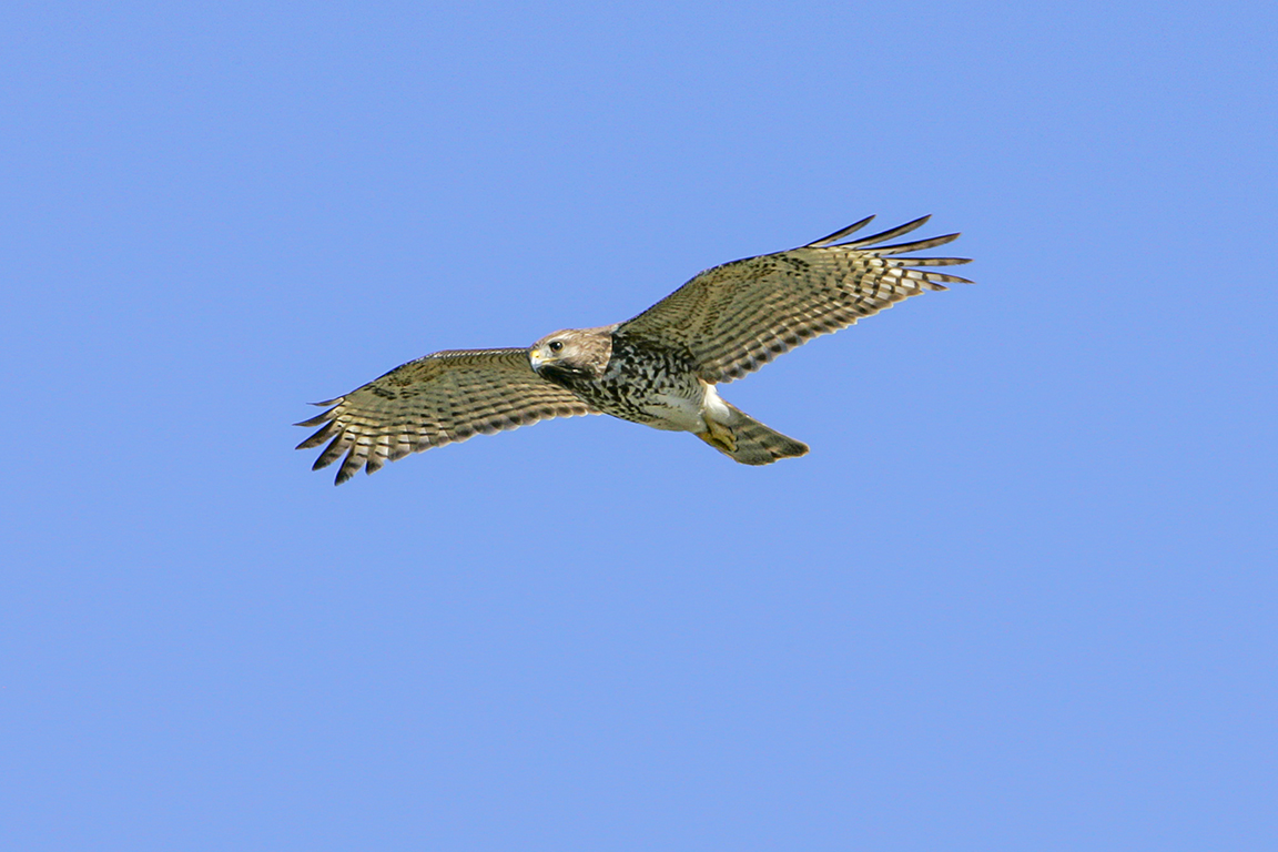 hawk_v1_lw_1-4mm_1_4X__Y9F7860