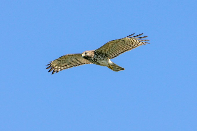 hawk_v1_lw_1-4mm_1_4X__Y9F7860