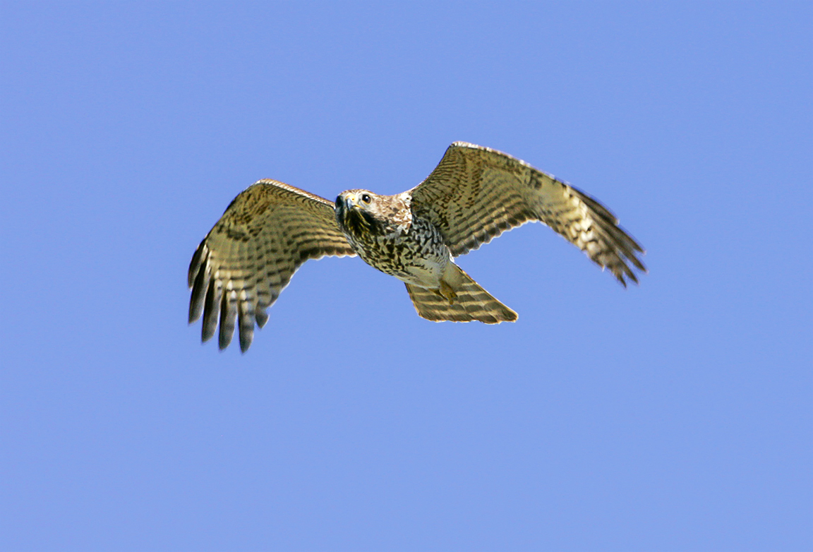 Hawk_v1_lw_1-4mm_1_4X__Y9F7863