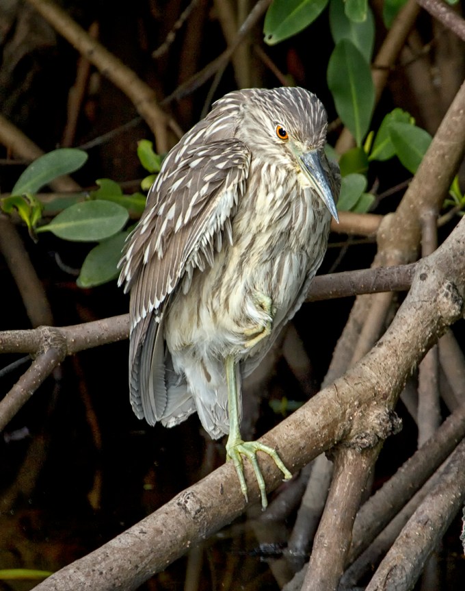 Immature_BCNH_v1_MG_0246 crop