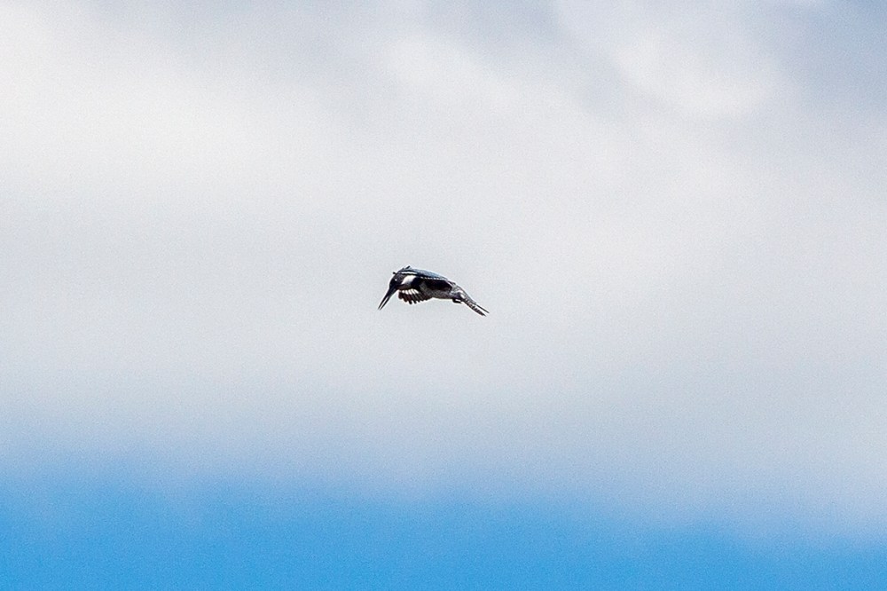 KingFisher_cloud_v3_400mm_80I7217