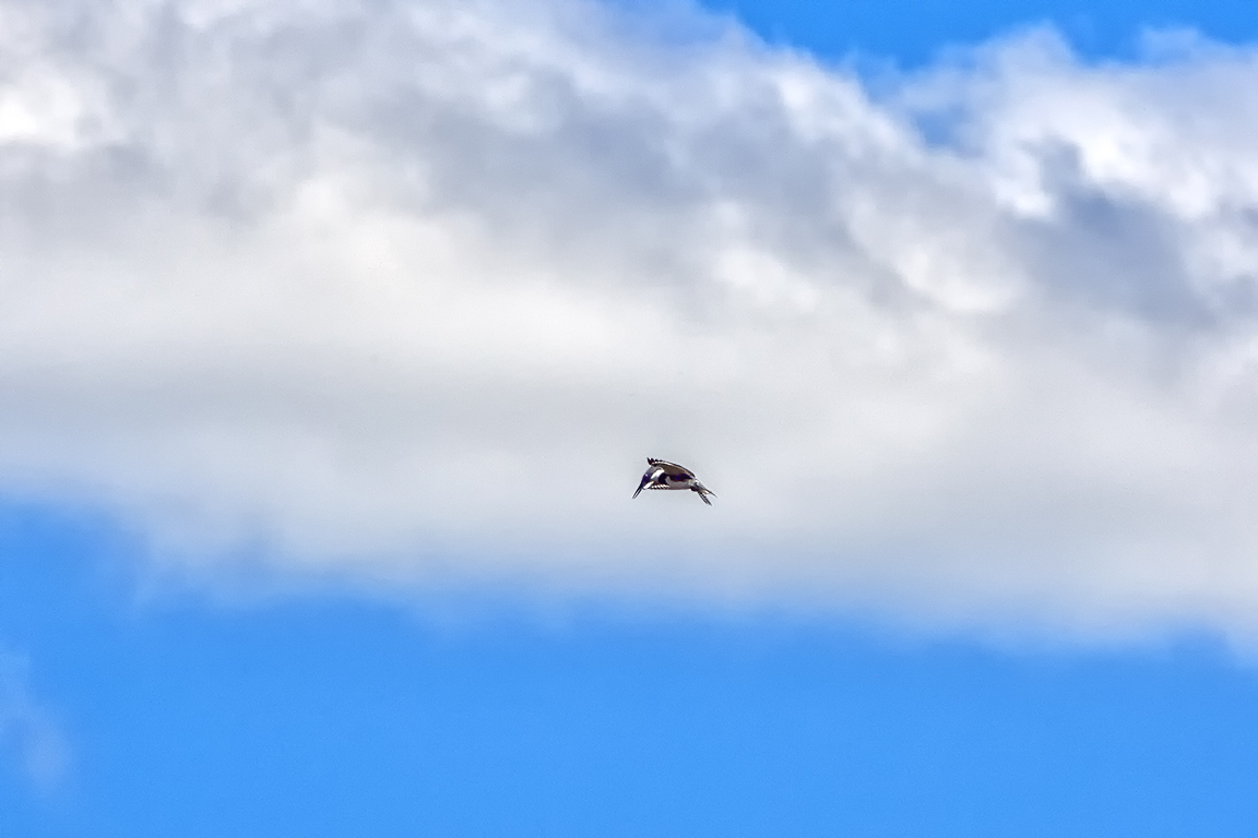 Kingfisher_cloud_v5_80I7218 copy